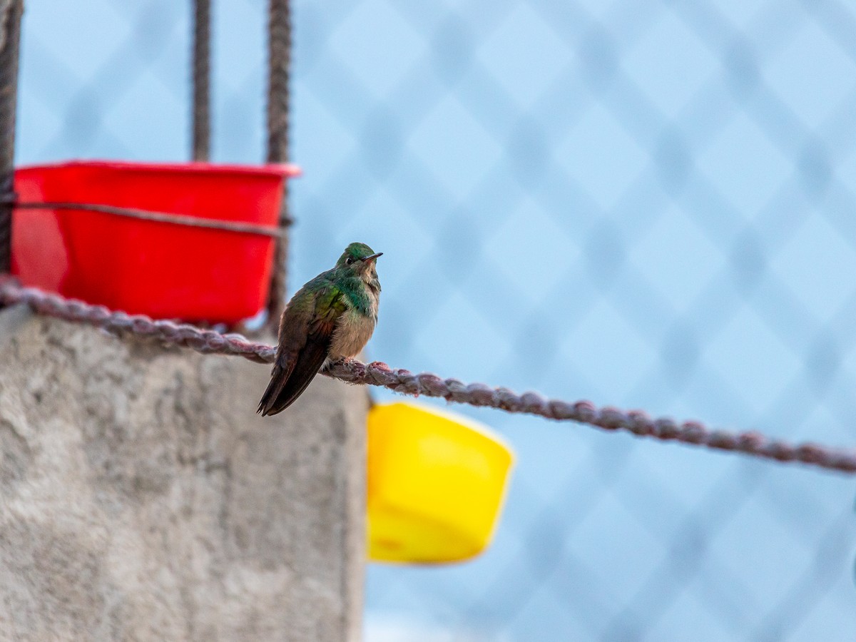 Berylline Hummingbird (Northern) - ML640752575