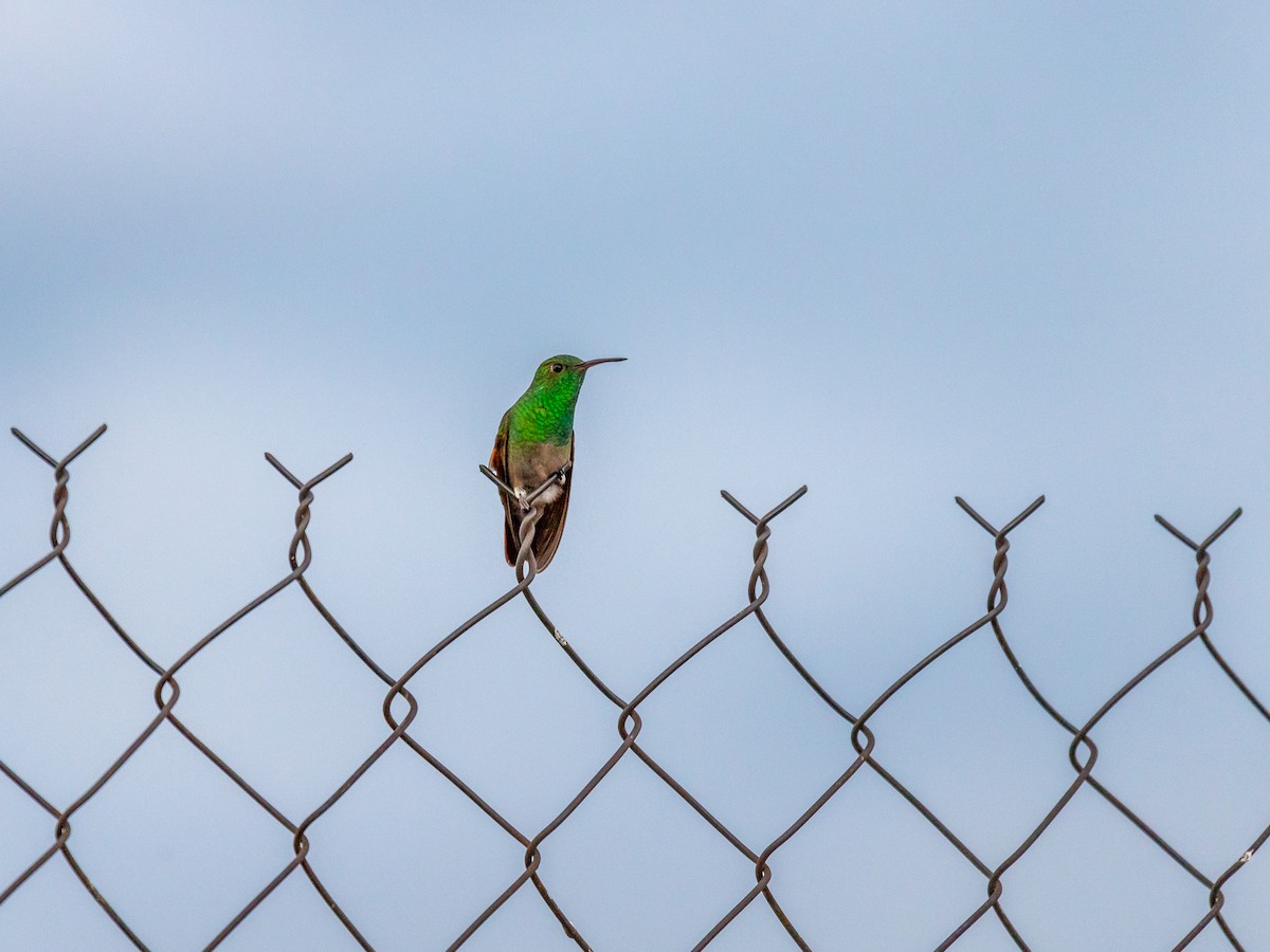 Berylline Hummingbird (Northern) - ML640752577