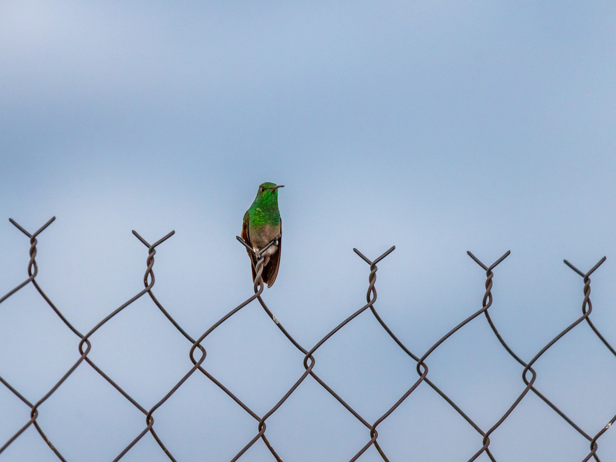 Berylline Hummingbird (Northern) - ML640752578