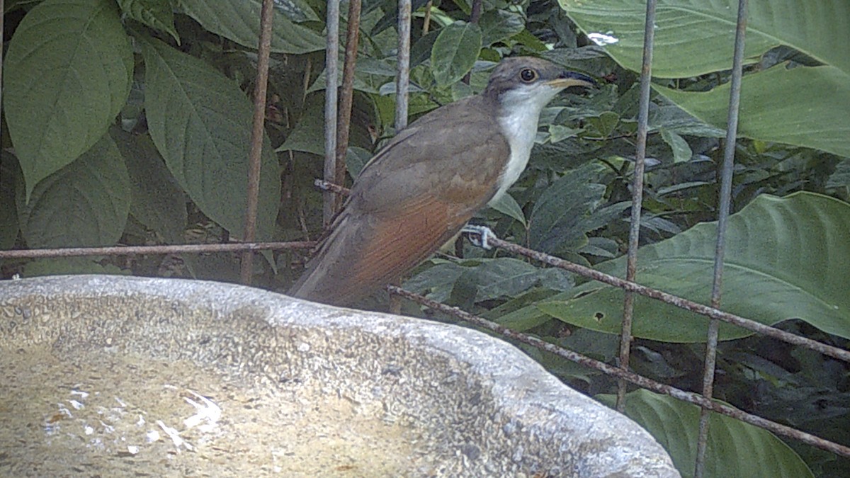 kukačka dešťová - ML640752580