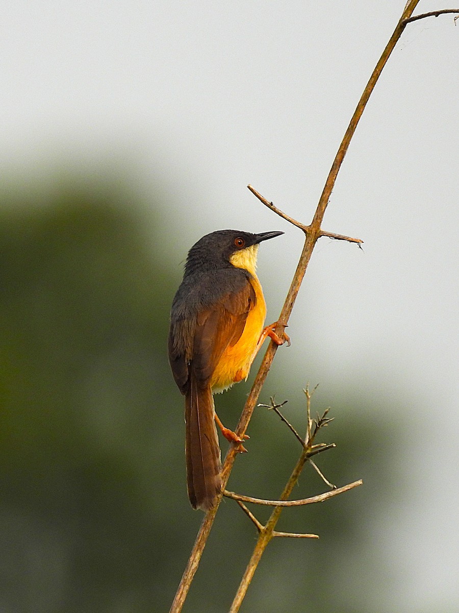 Ashy Prinia - ML640752587