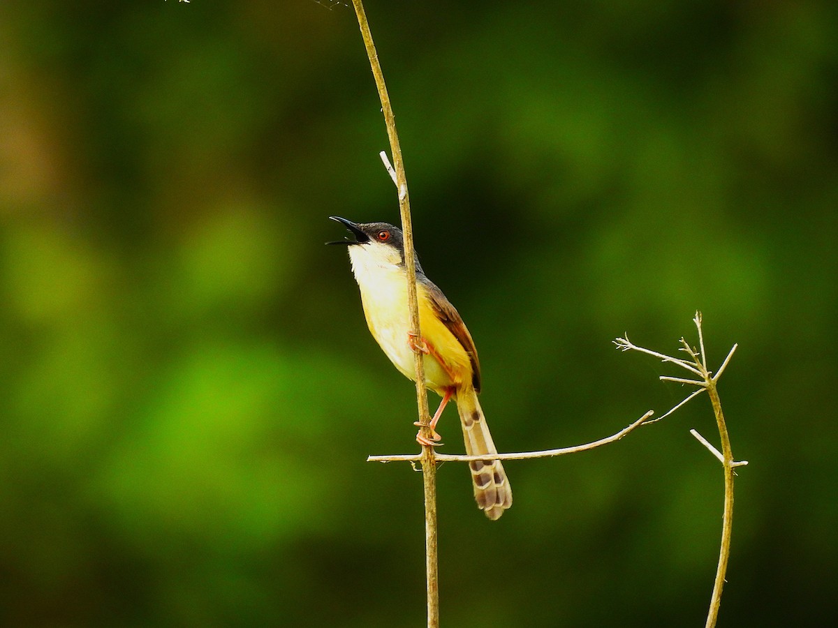 Ashy Prinia - ML640752588
