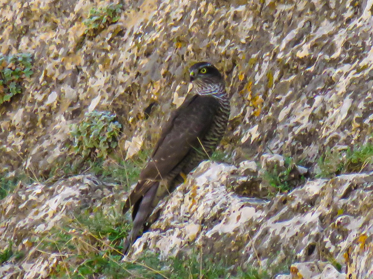 Eurasian Sparrowhawk - ML640752598