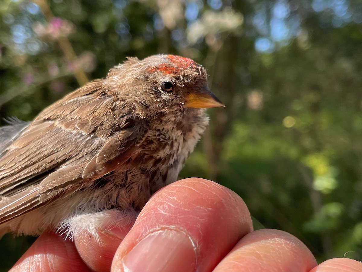 Redpoll (Lesser) - ML640752601