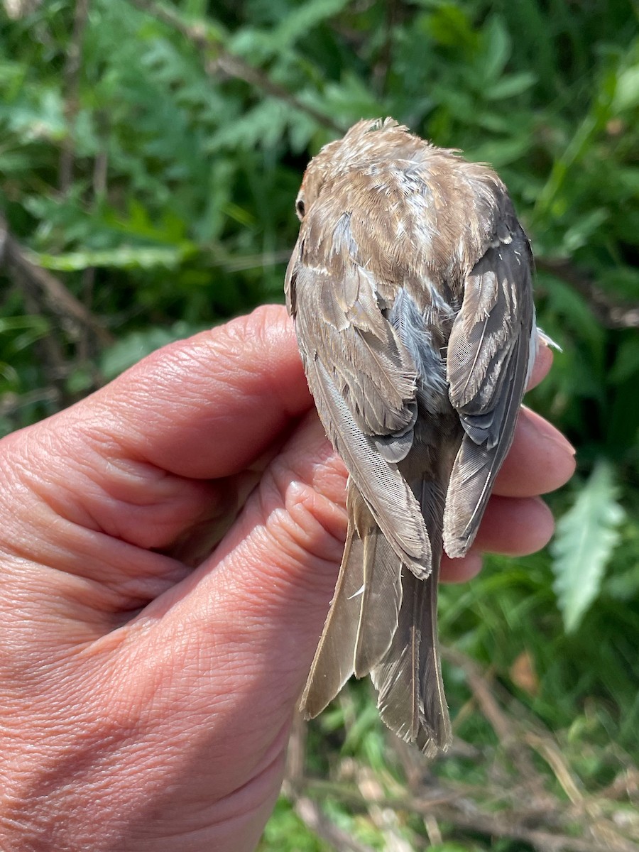 Redpoll (Lesser) - ML640752602