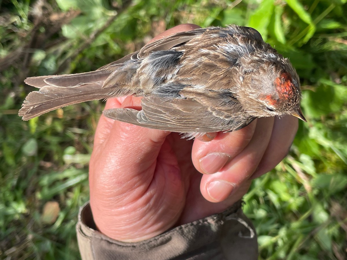 Redpoll (Lesser) - ML640752603