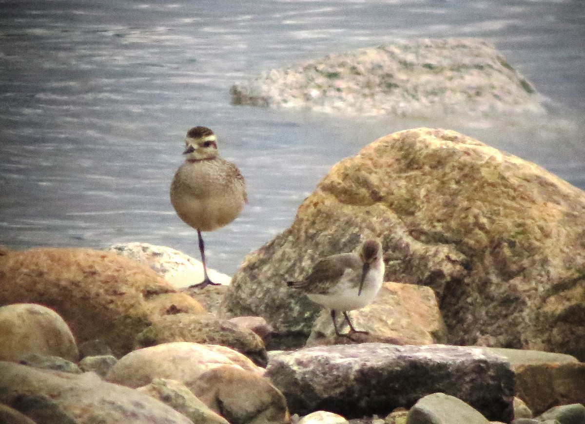 American Golden-Plover - Yves Darveau