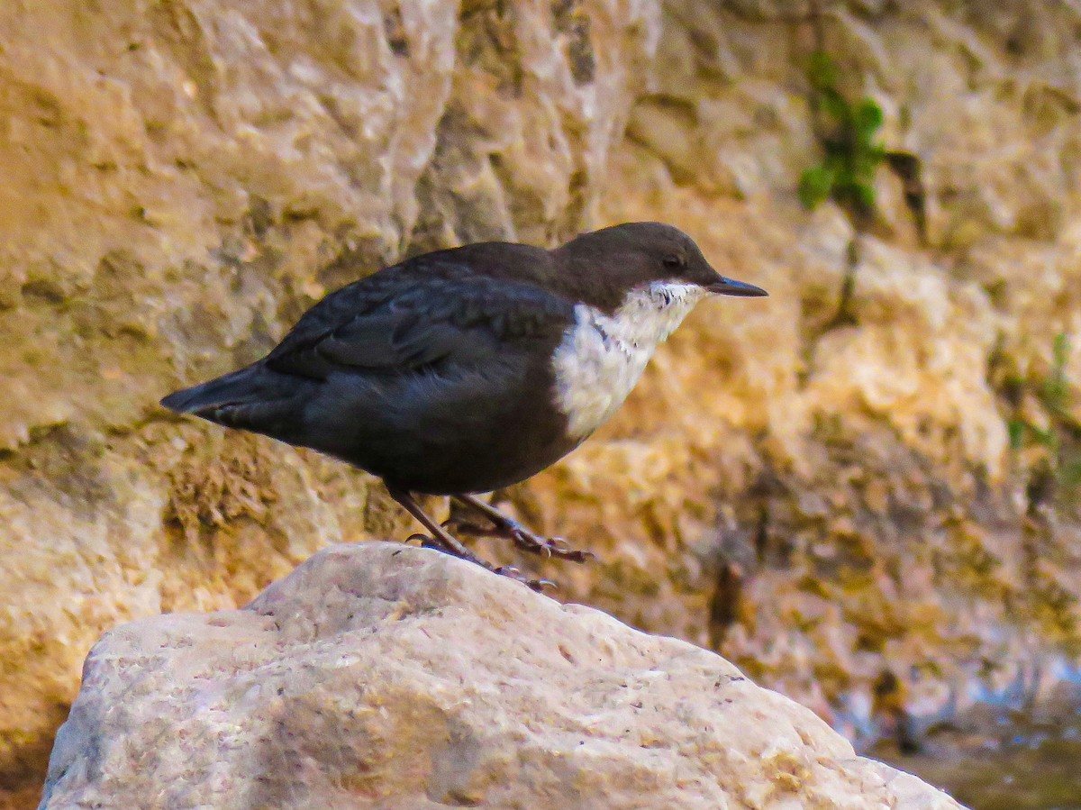 White-throated Dipper - ML640752616