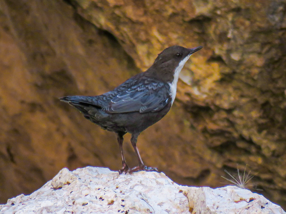 White-throated Dipper - ML640752617