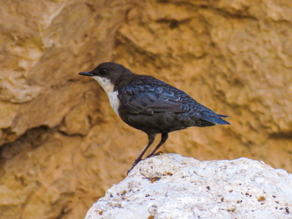 White-throated Dipper - ML640752618