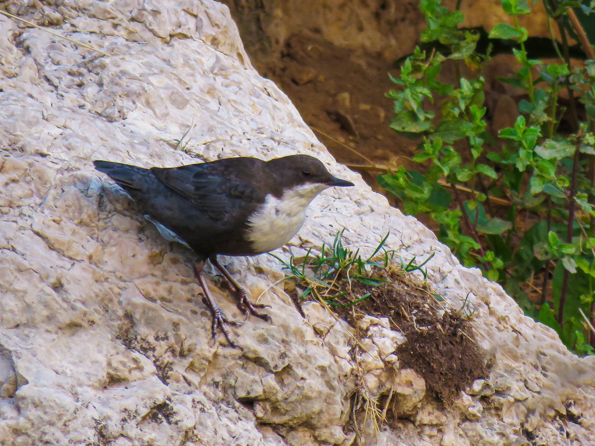 White-throated Dipper - ML640752619