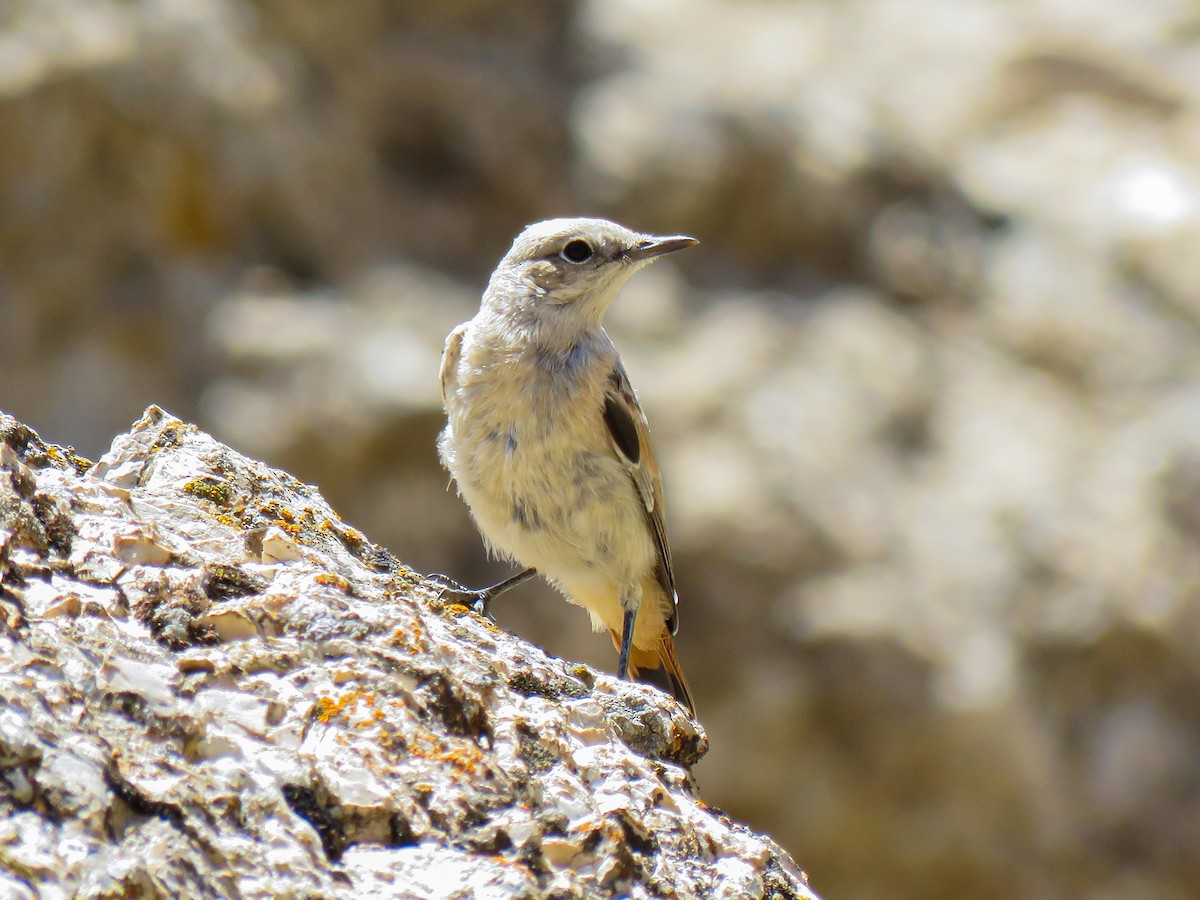 Persian Wheatear - ML640752623
