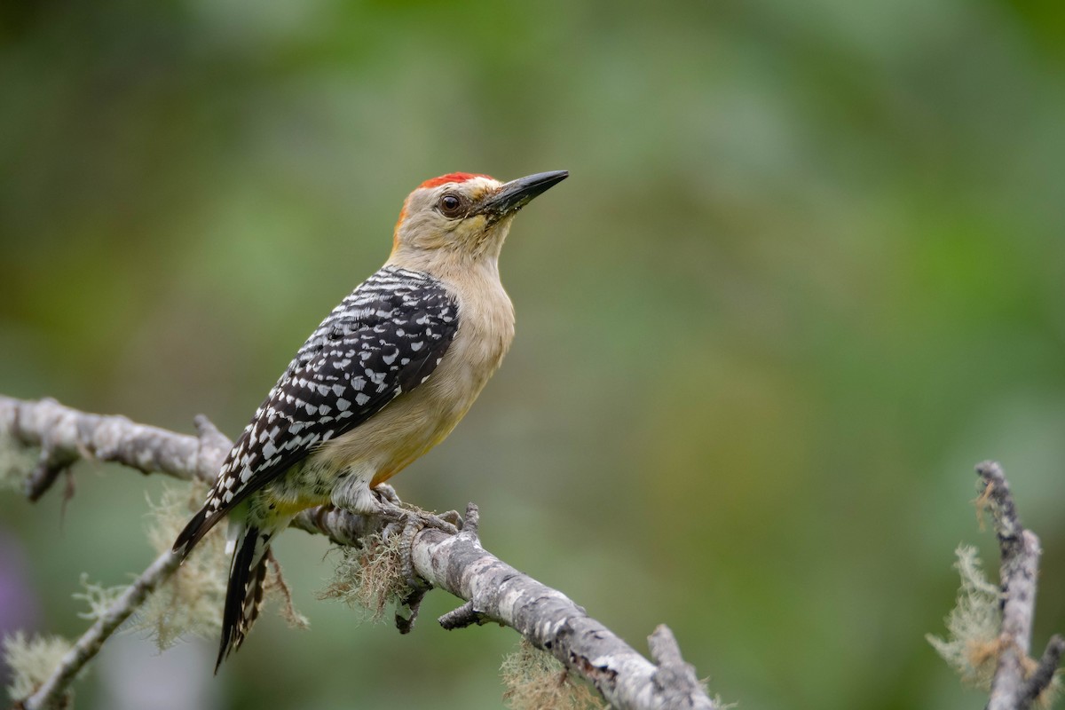 Red-crowned Woodpecker - ML640752636