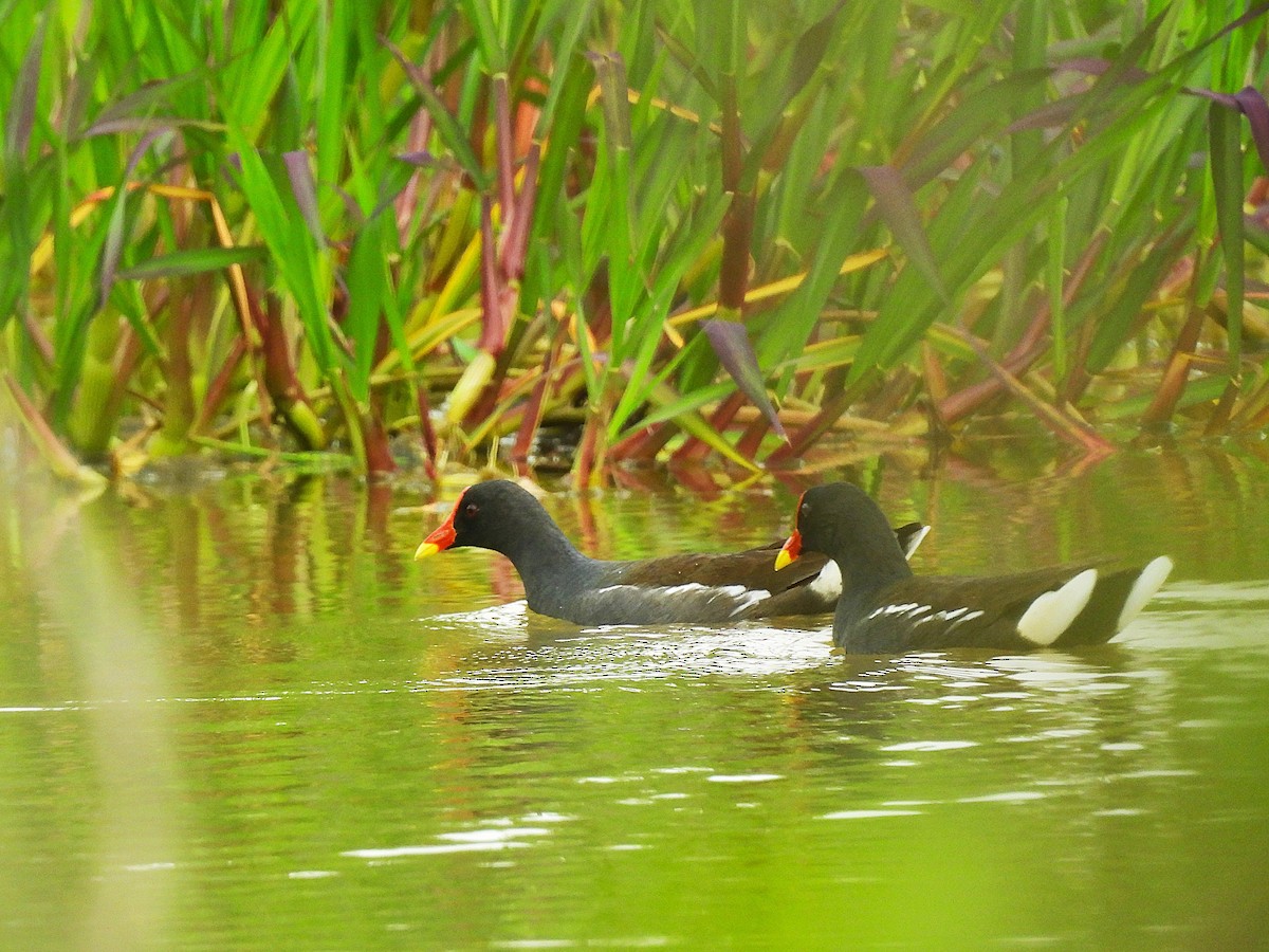 Хажилгат түнжүүр - ML640752642