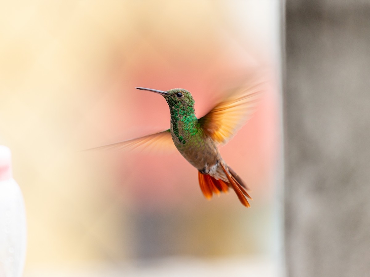 Berylline Hummingbird (Northern) - ML640752647