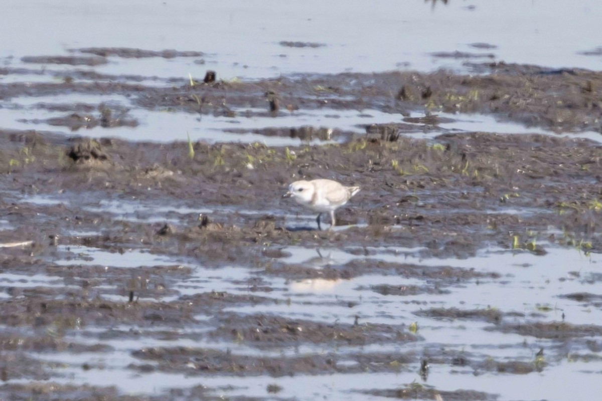 Snowy Plover - ML640752654