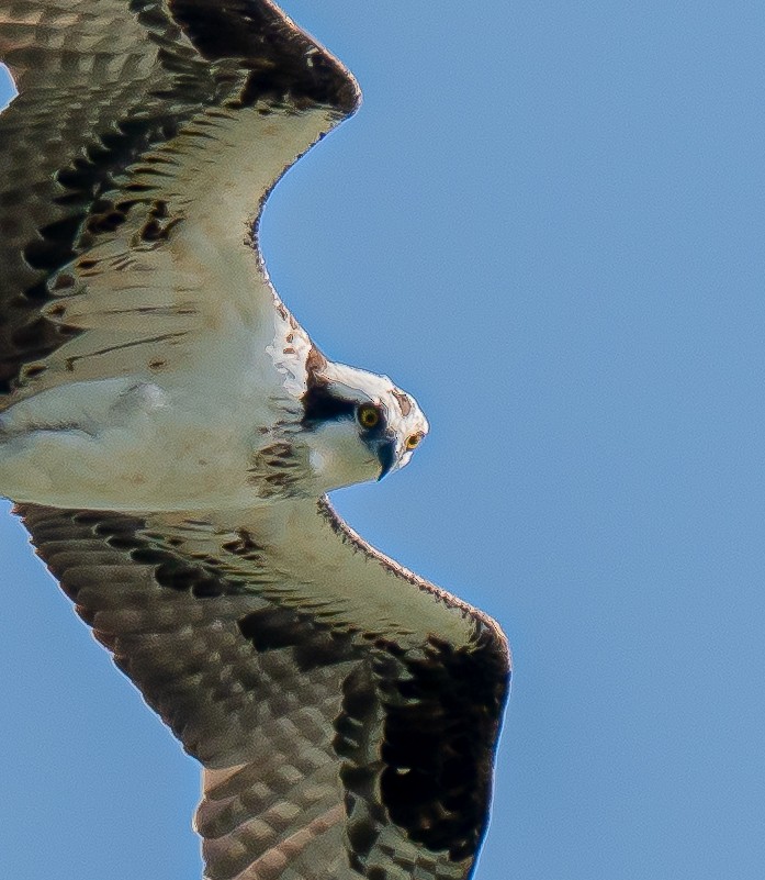 Balbuzard pêcheur - ML640752690