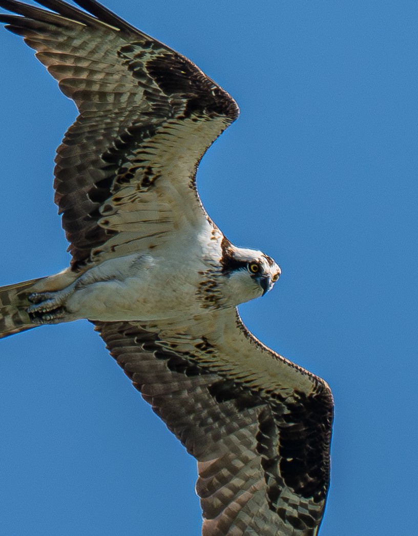 Balbuzard pêcheur - ML640752691