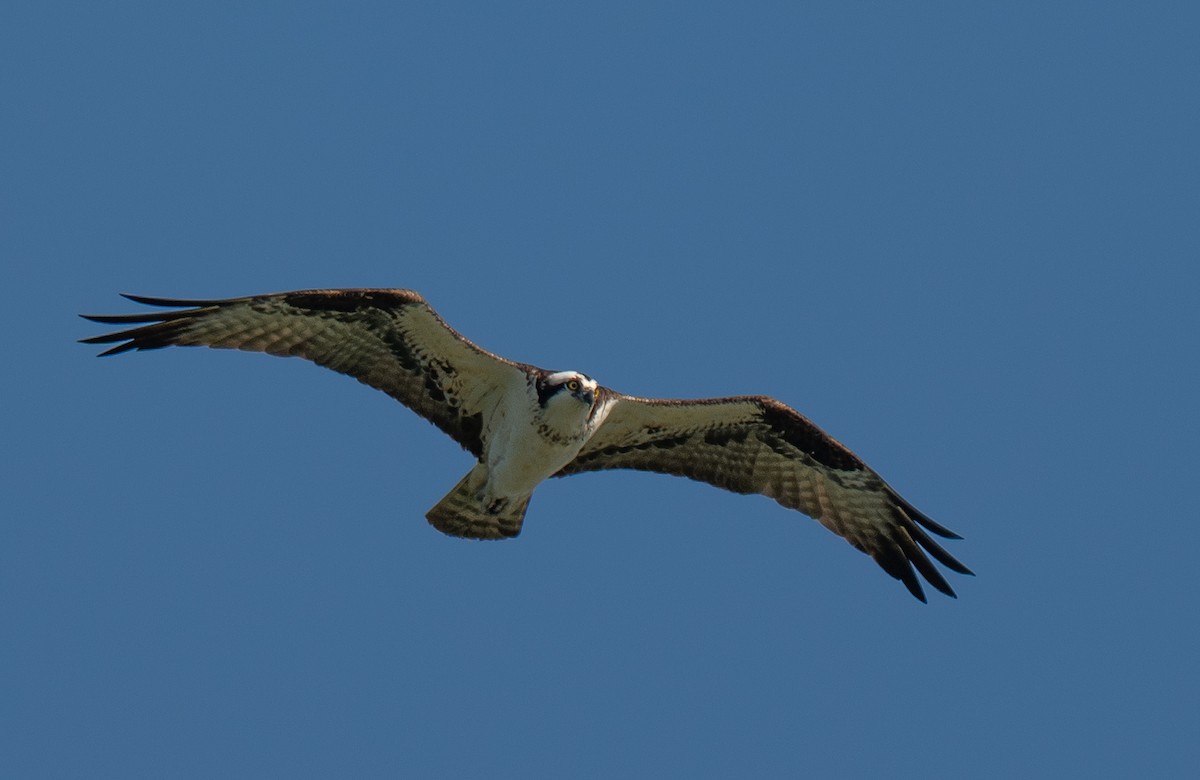 Balbuzard pêcheur - ML640752692