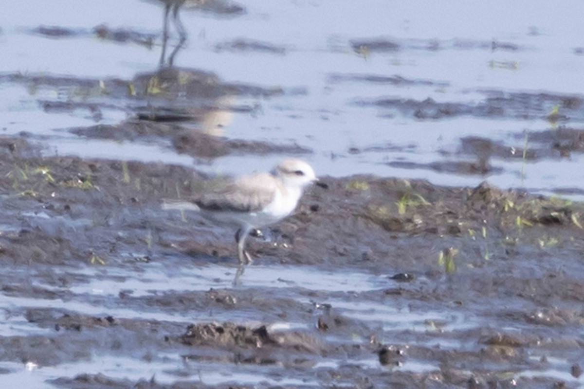 Snowy Plover - ML640752700