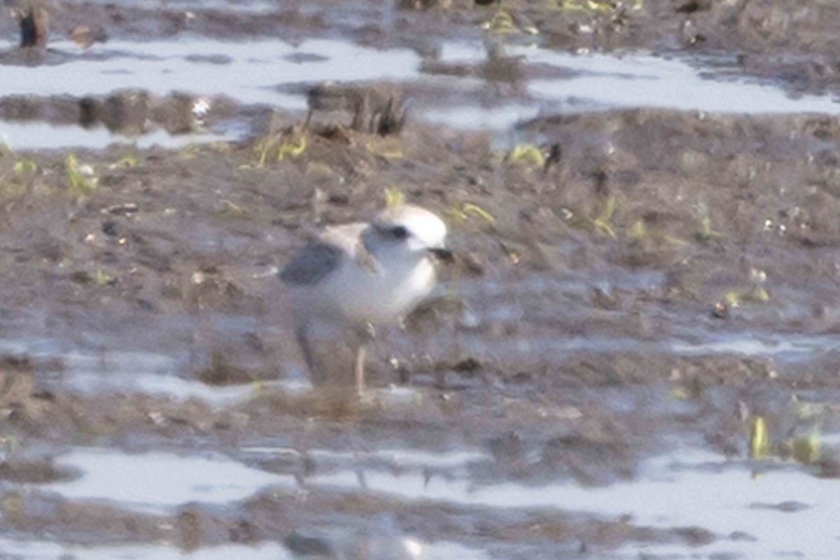 Snowy Plover - ML640752703