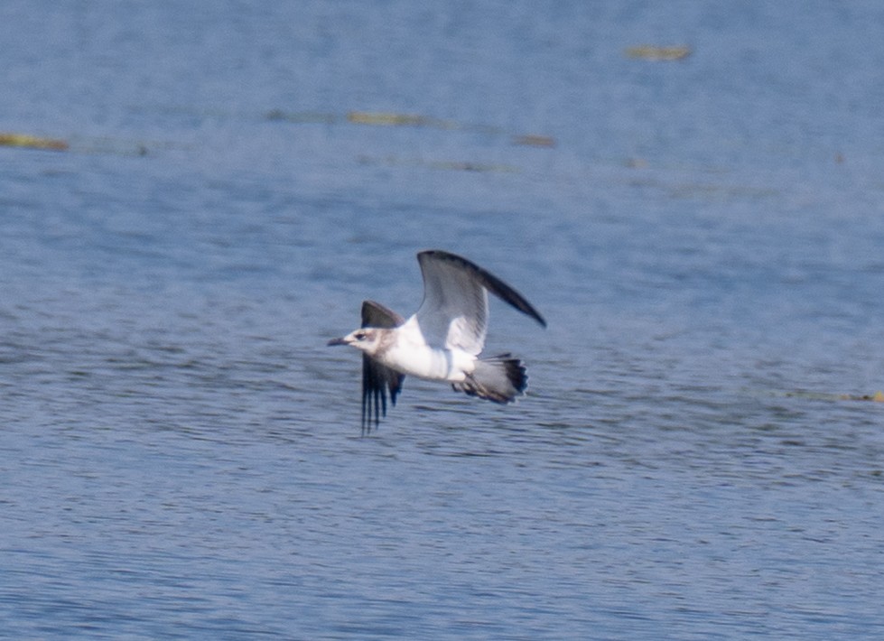 Mouette atricille - ML640752733