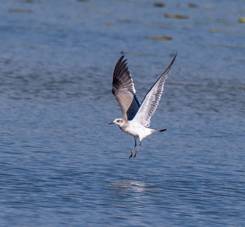 Mouette atricille - ML640752741