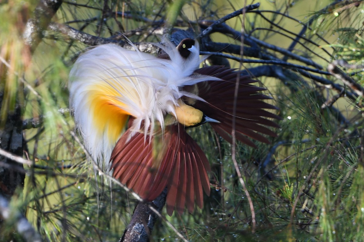 Kleinparadiesvogel - ML640752765