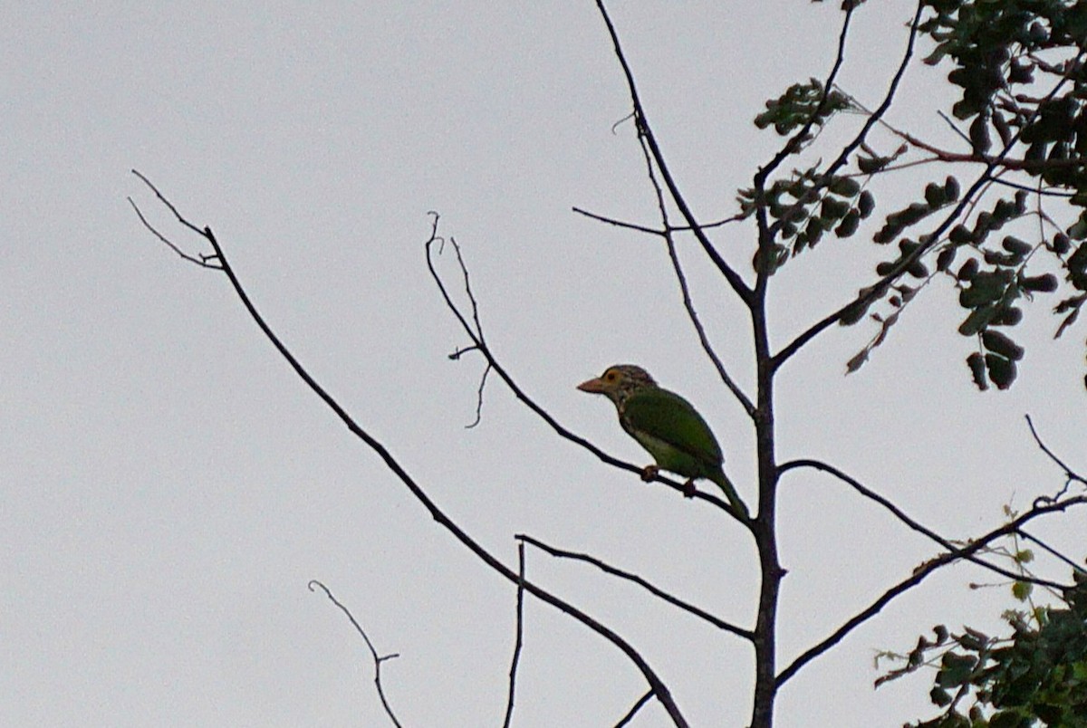 Lineated Barbet - ML640752768