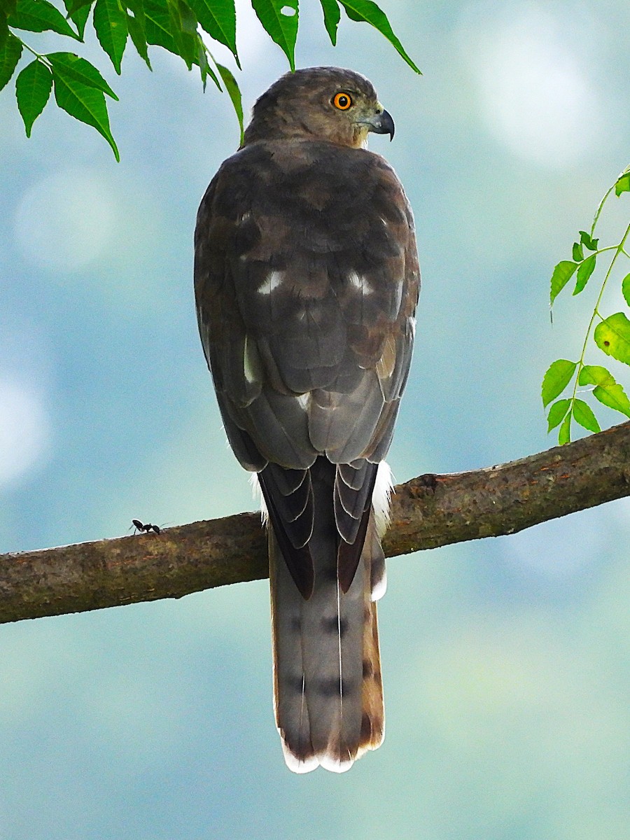 Үүрсээ харцага - ML640752771