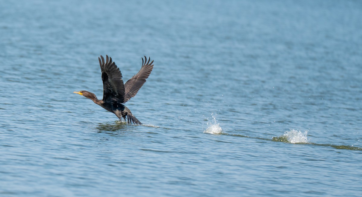 Cormoran à aigrettes - ML640752782