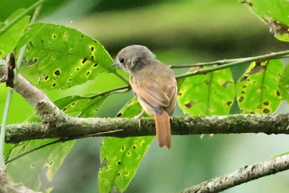 Ruddy-tailed Flycatcher - ML640752784