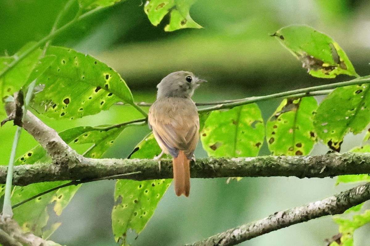 Ruddy-tailed Flycatcher - ML640752785