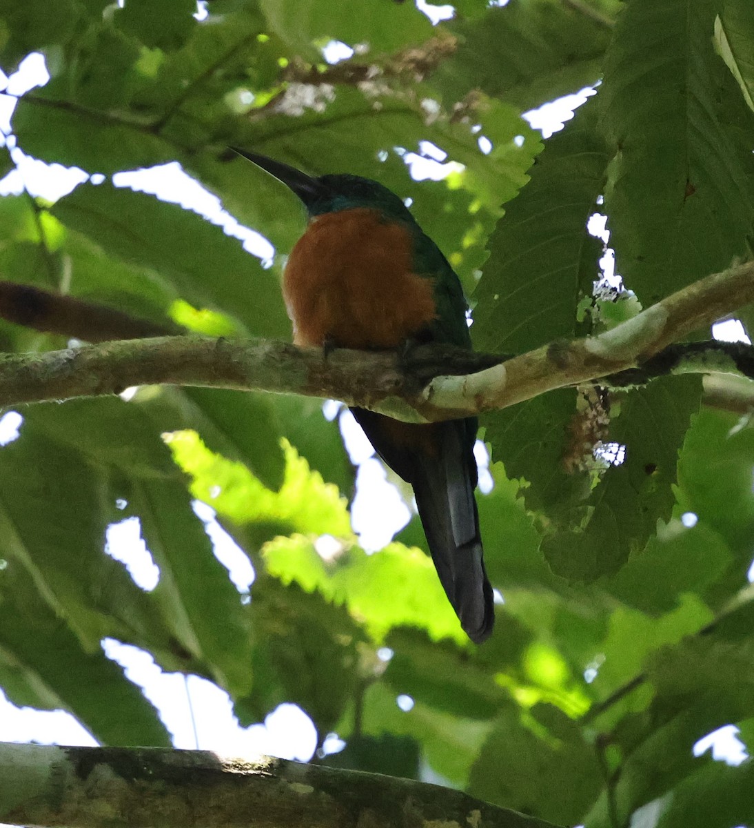 Great Jacamar - ML640752799