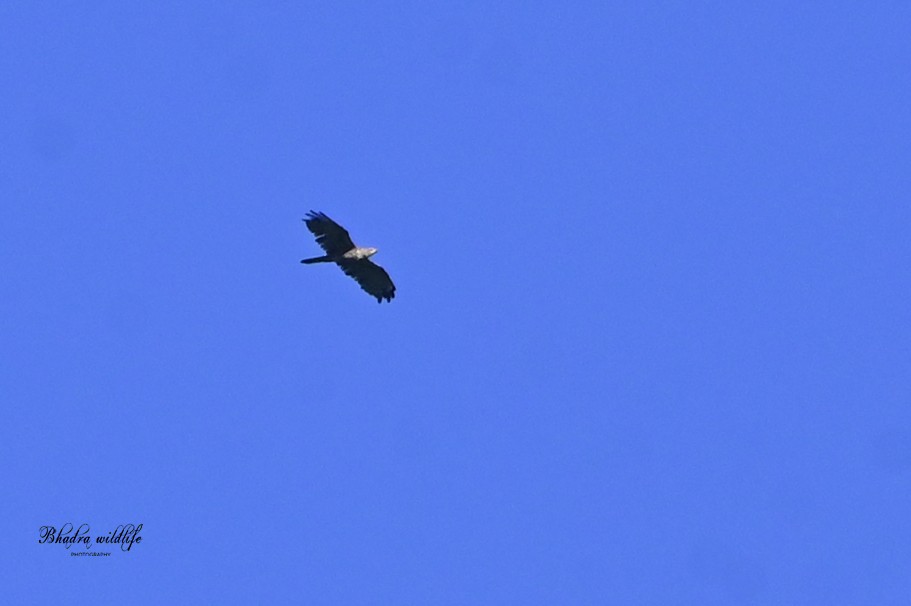 Rufous-bellied Eagle - ML640752836