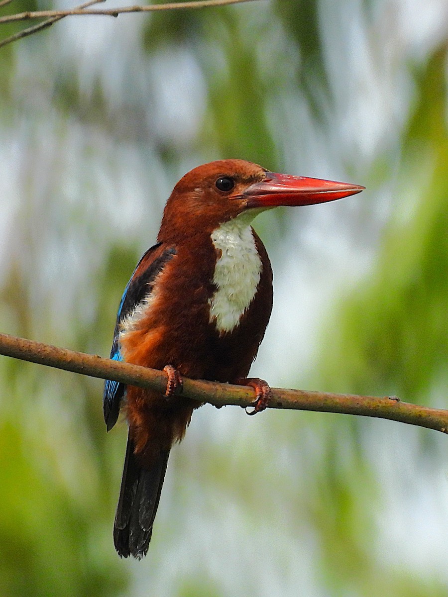 White-throated Kingfisher - ML640752865