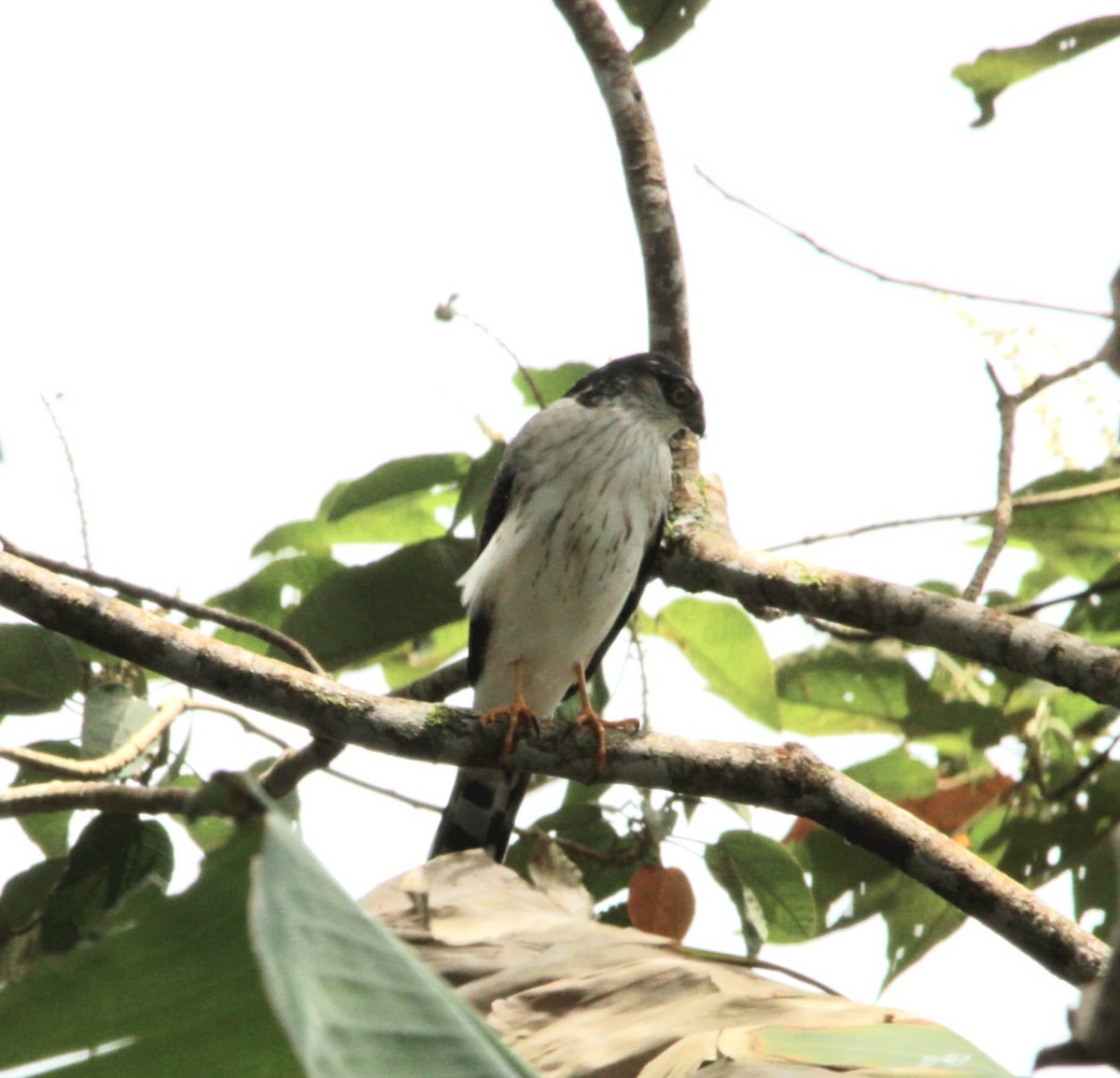 Sharp-shinned Hawk (White-breasted) - ML640752892