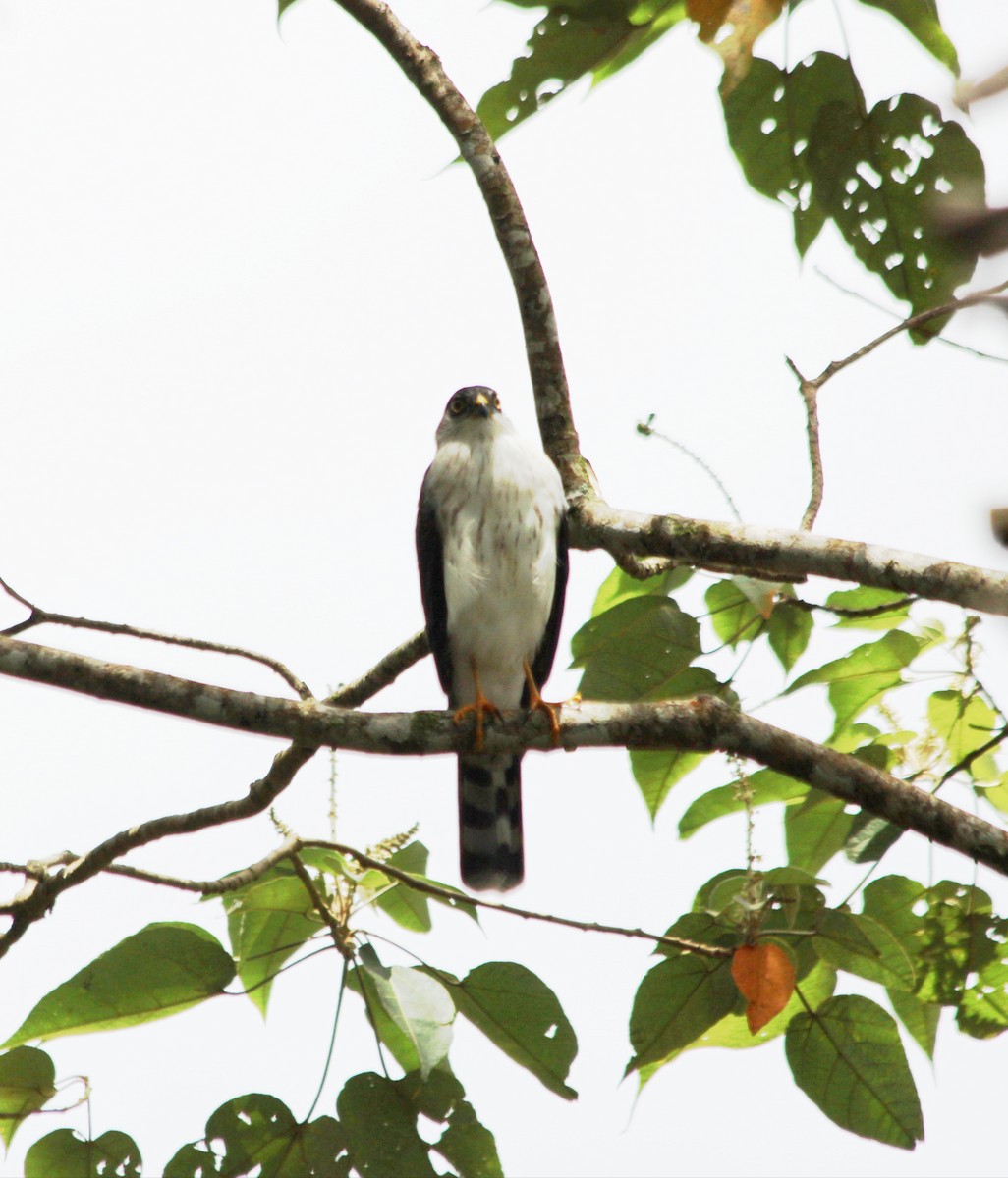 Sharp-shinned Hawk (White-breasted) - ML640752893