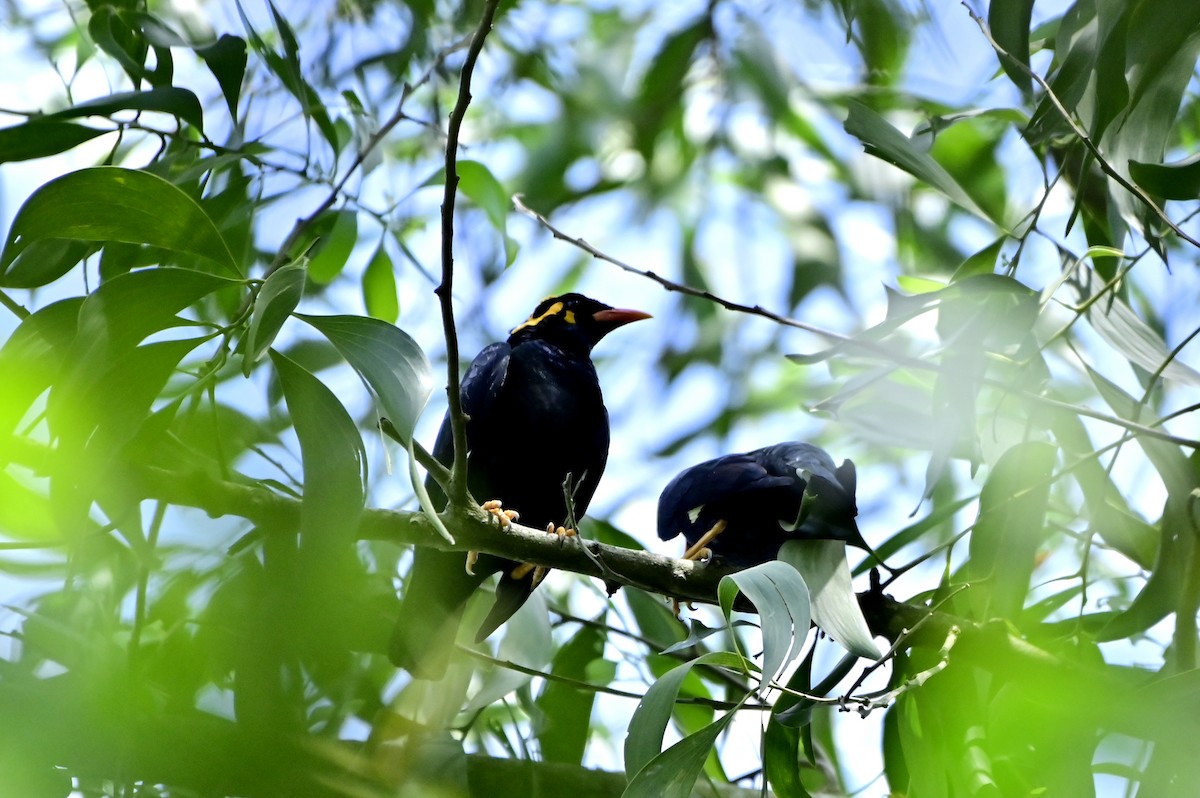 Jungle Myna - ML640752931