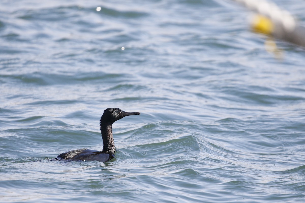 Pelagic Cormorant - ML640752951