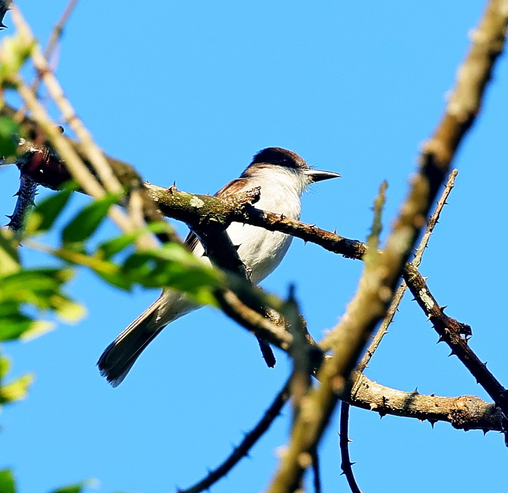 オジロハイイロタイランチョウ（taylori） - ML640752954
