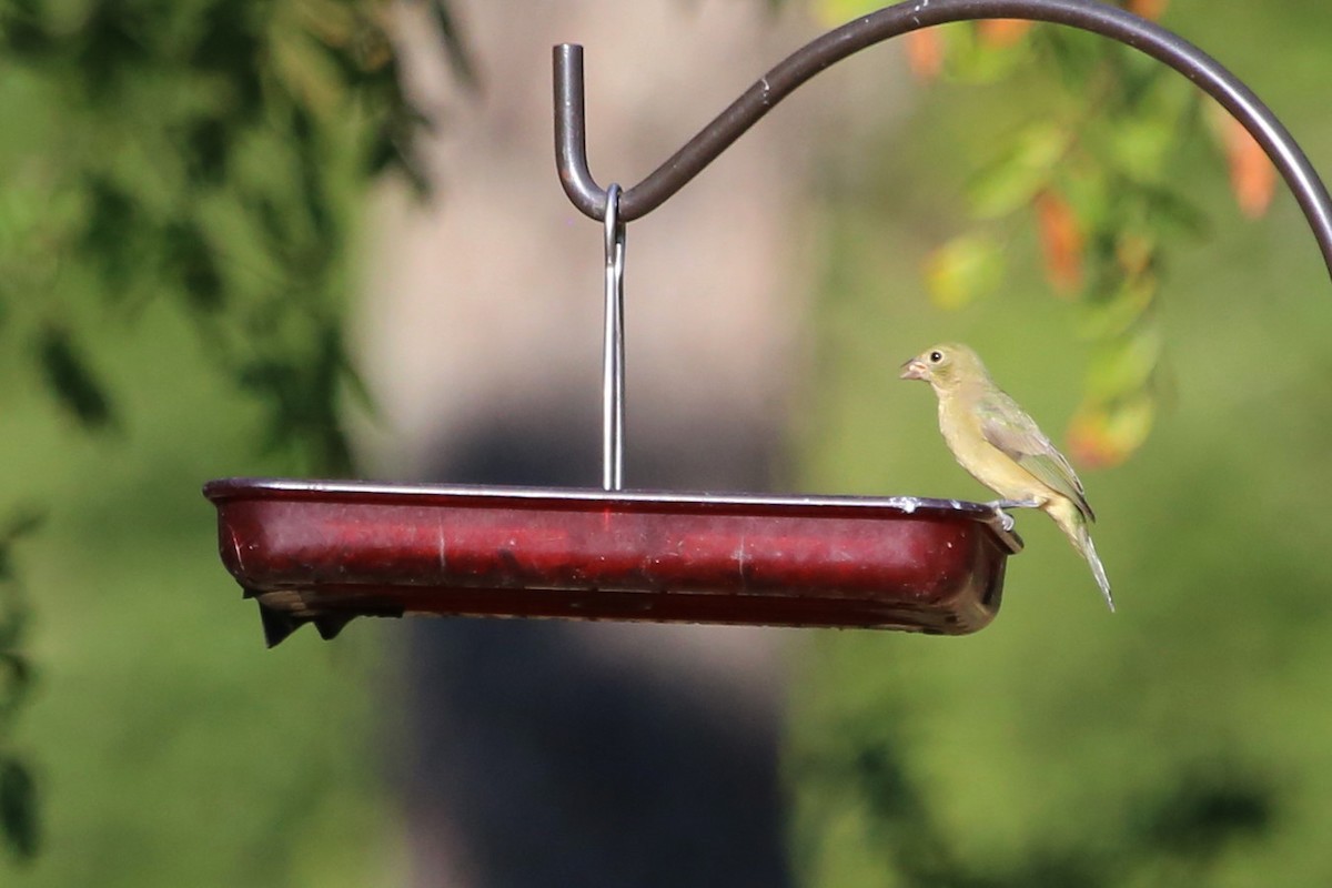 Painted Bunting - ML640752974