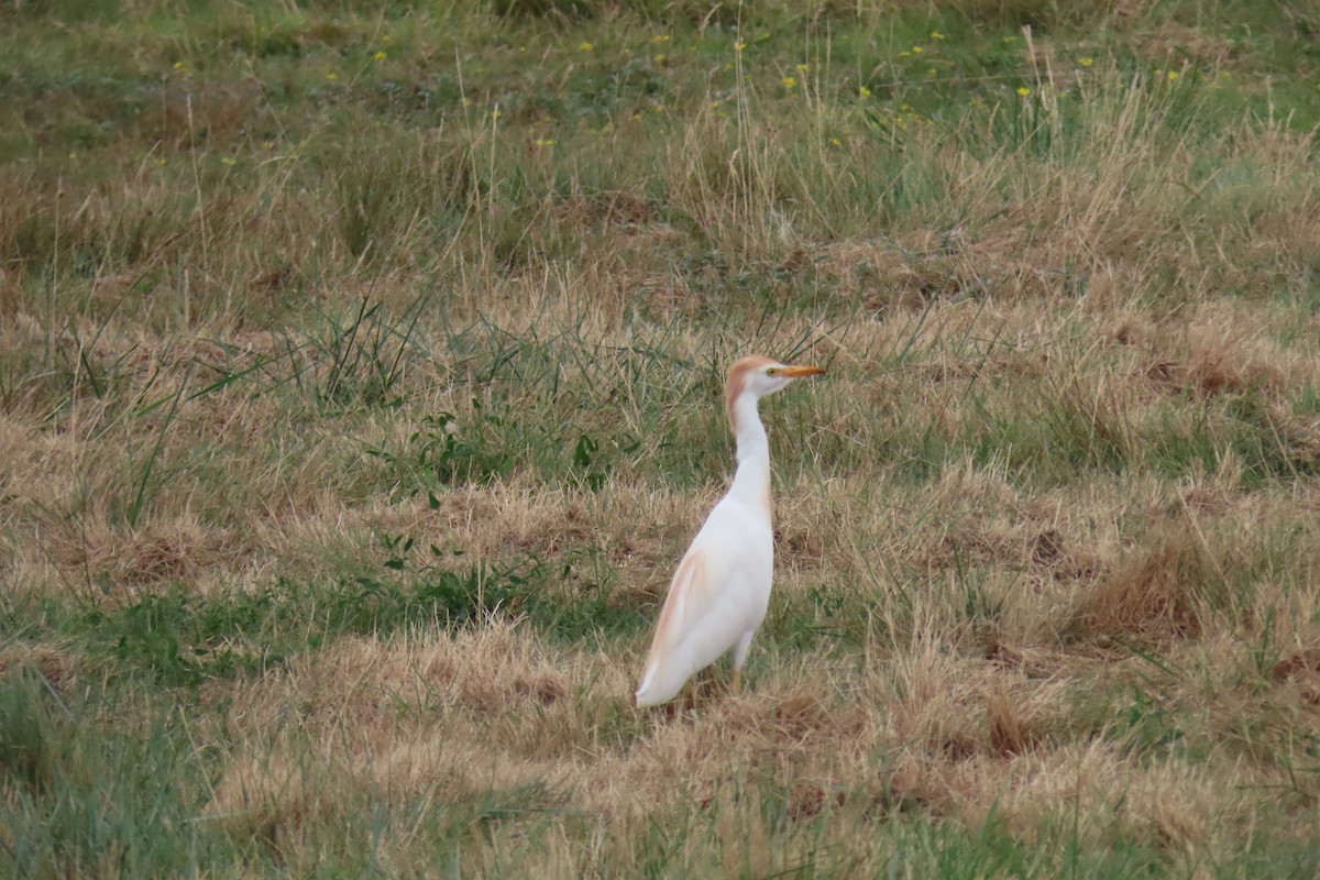 Western Cattle-Egret - ML640752993