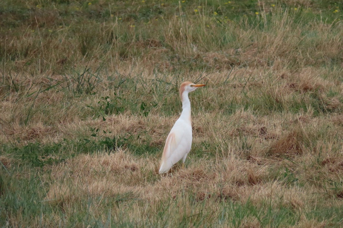 Western Cattle-Egret - ML640752995
