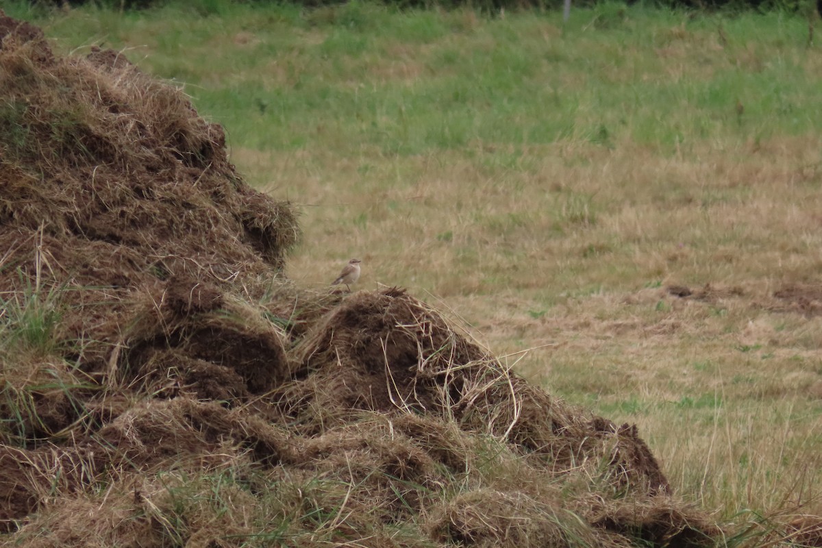 Адууч чогчиго - ML640753021