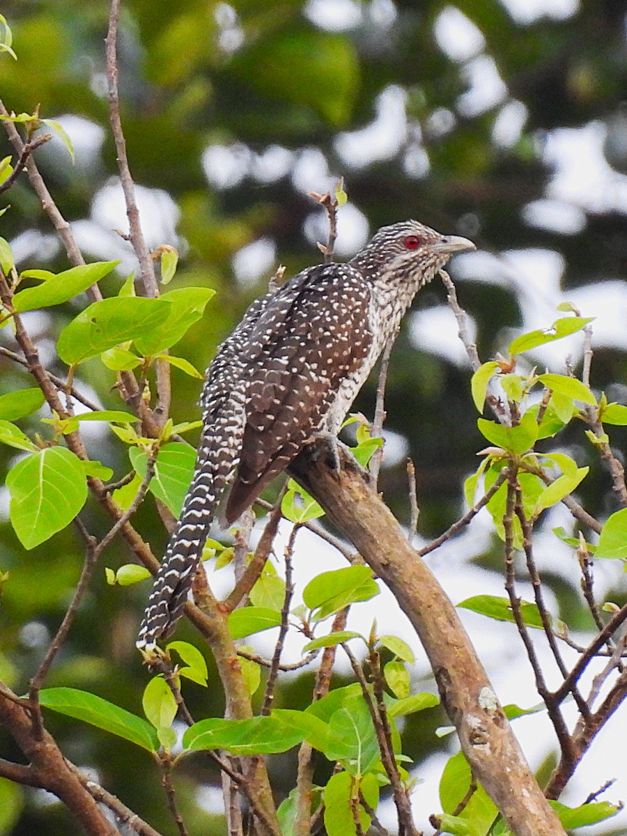 Asian Koel - ML640753033