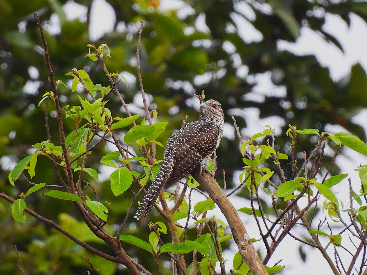 Asian Koel - ML640753034