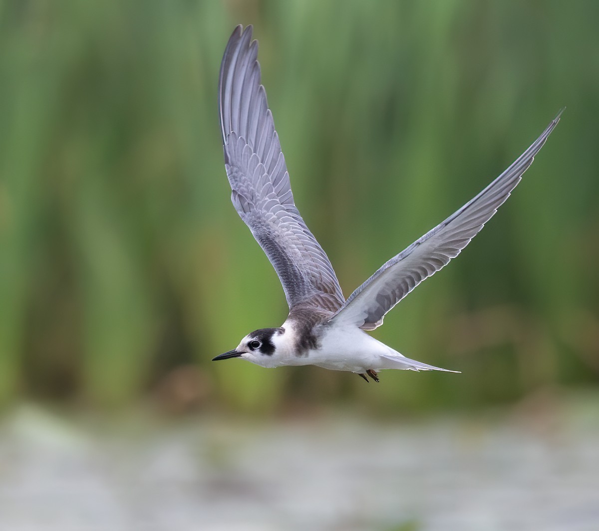 Black Tern - ML640753035