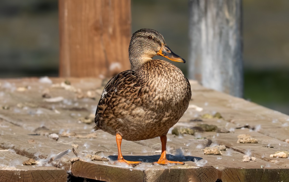 Зэрлэг нугас - ML640753070