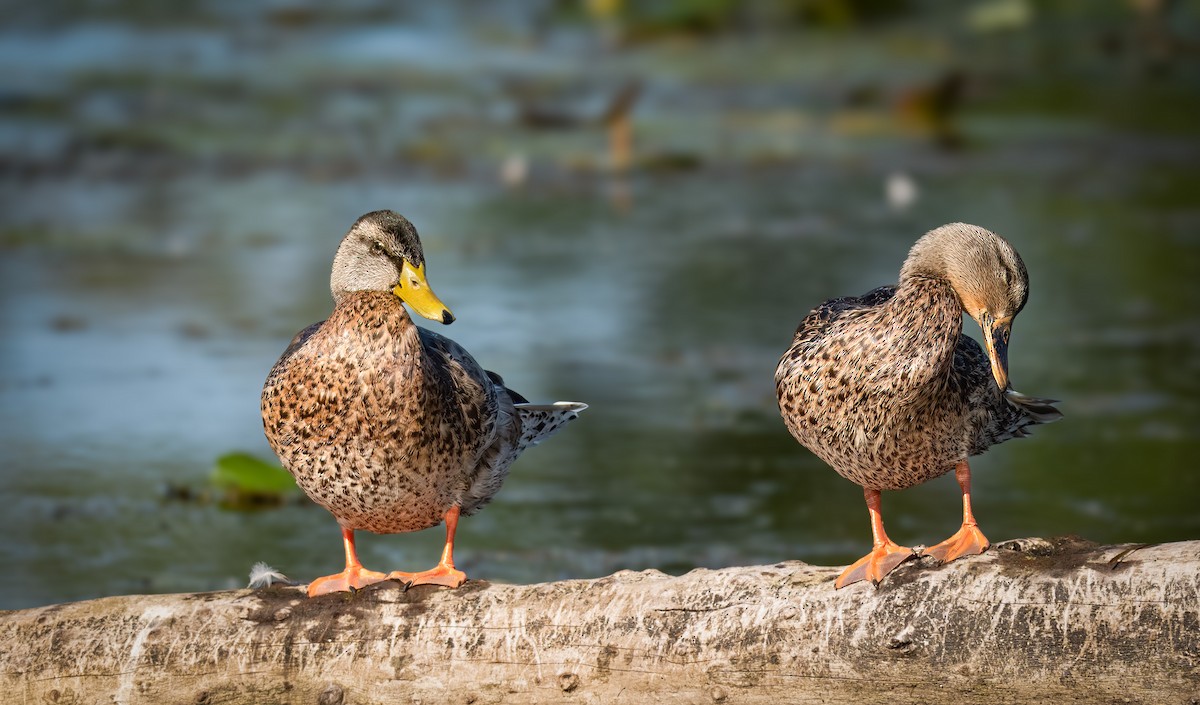 Зэрлэг нугас - ML640753071